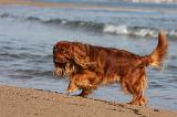 CAVALIER KING CHARLES 465
